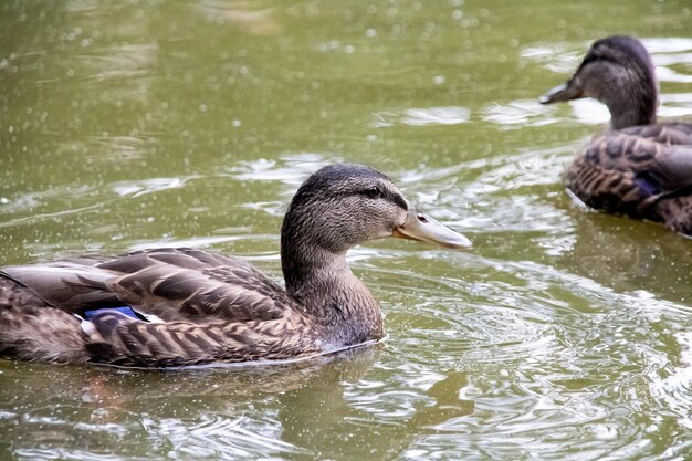 Ente schwimmt im Wasser eines Flusses