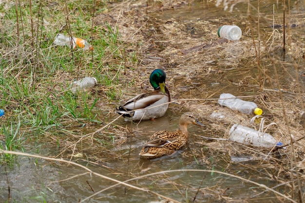 Ente schwimmt in einem Fluss mit Abfallflaschen, Plastikverschmutzung