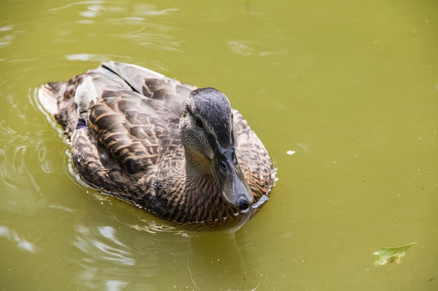 Ente schwimmt in schmutzigem grünem Wasser an einem Fluss