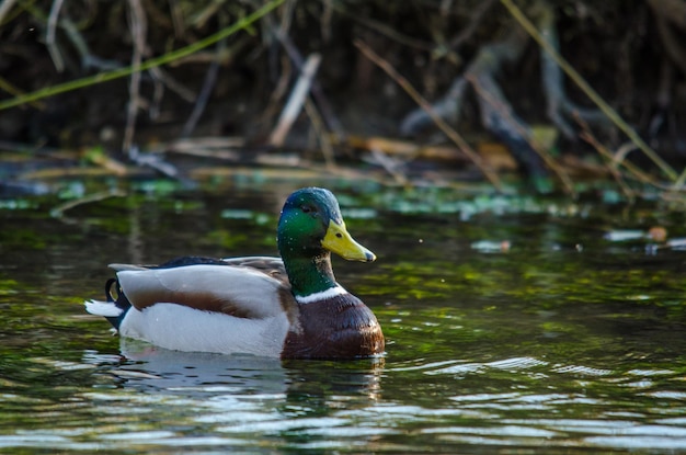 Ente schwimmt