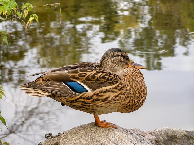 Ente sitzt auf einem Felsen