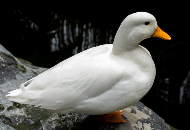 Foto ente sitzt in der nähe des teiches