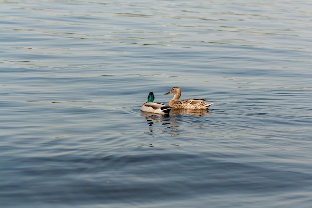 Ente und Erpel treiben auf dem Wasser