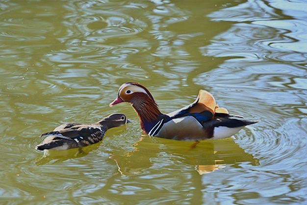 Ente und Küken