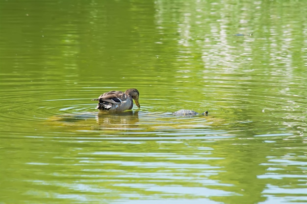 Foto ente und schildkröte in einem grünen teich