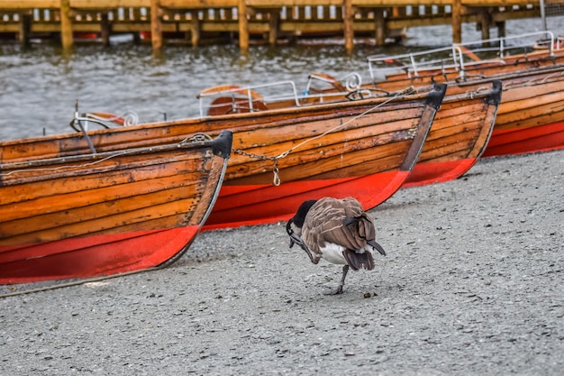 Ente versucht, einen Körper mit Hintergrund der hölzernen Boote, Windermere zu säubern