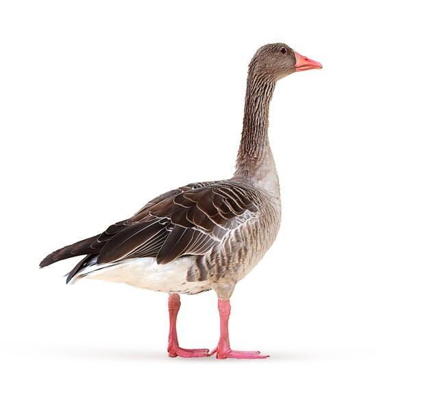 Ente - Wasservogel auf einem weißen Hintergrund