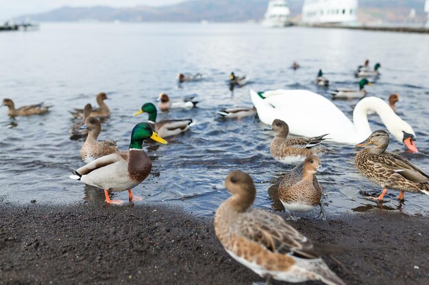 Ente zusammen