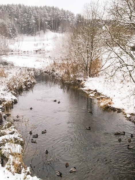 Enten am Fluss im Winter