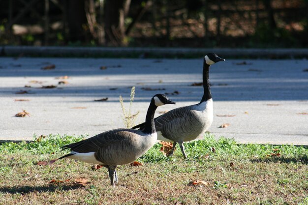 Enten am Flussufer