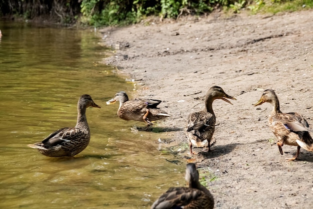 Enten am sandigen Flussufer hautnah