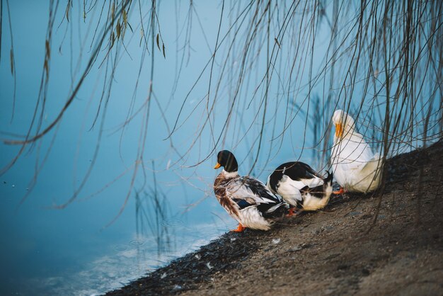 Enten am See