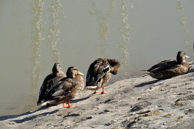 Foto enten am seeufer