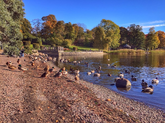 Foto enten am seeufer