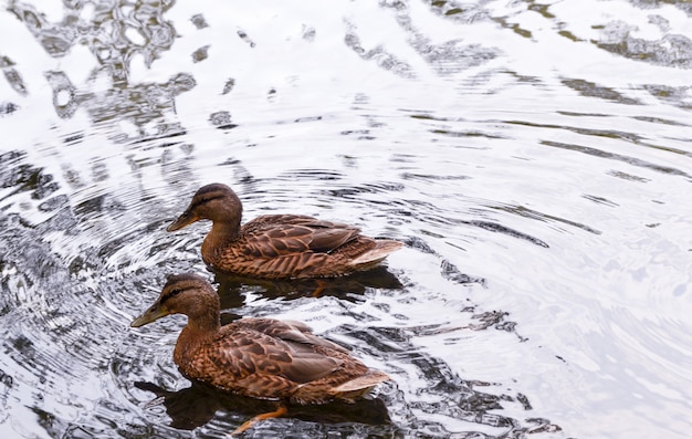 Foto enten an einem see