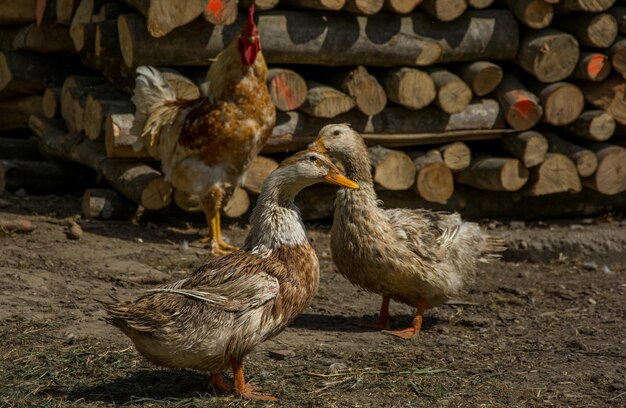 Enten auf dem Boden