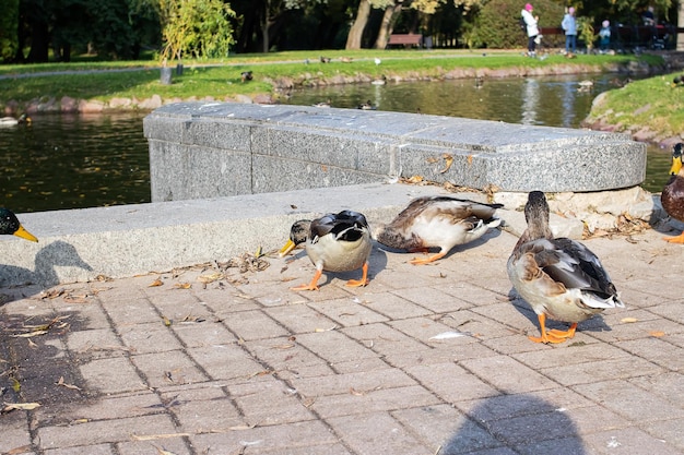 Enten auf dem Bürgersteig in einem Herbstpark