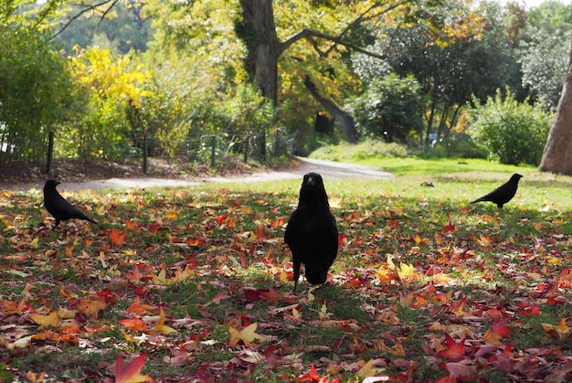 Enten auf dem Feld im Herbst.