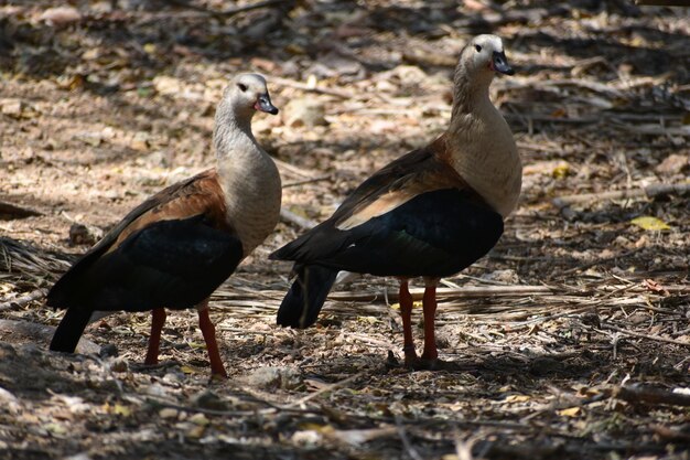 Foto enten auf dem feld