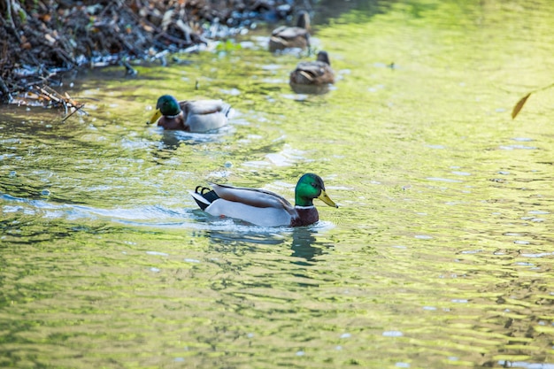 Enten auf dem Fluss