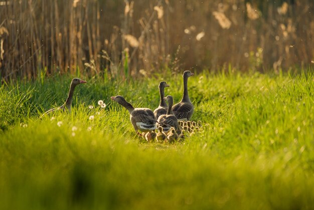 Enten auf dem Gras auf dem Feld