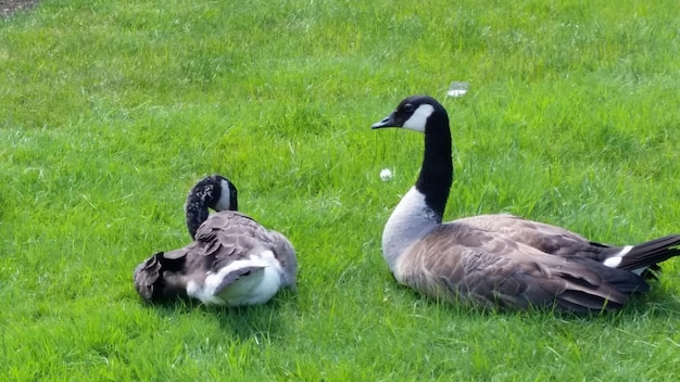 Foto enten auf dem gras