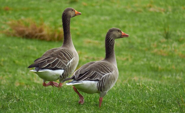 Foto enten auf dem gras