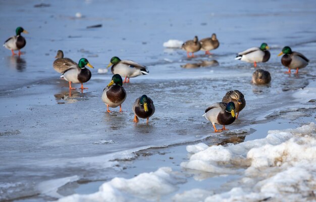 Enten auf dem mit Eis bedeckten Fluss