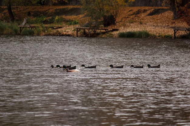 Enten auf dem See in einem hellen Park