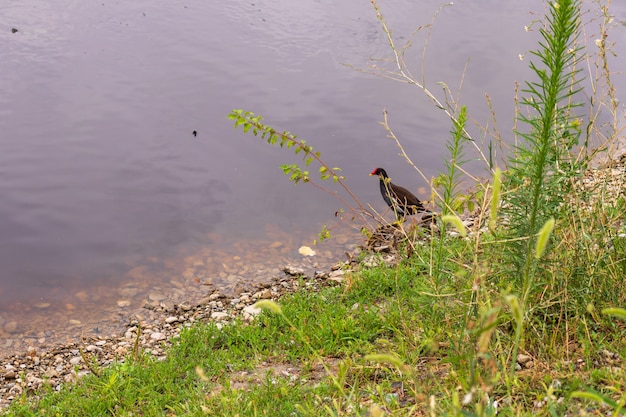 Enten auf dem Teich im Park. Wildenten spiegeln sich im See. Mehrfarbige Federn von Vögeln. Ein Teich mit Enten und Erpeln. Entenfutter an der Wasseroberfläche. Enten fressen Nahrung im Wasser