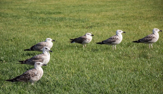 Foto enten auf einem feld