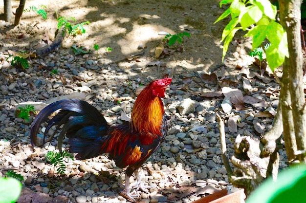 Foto enten auf einem feld