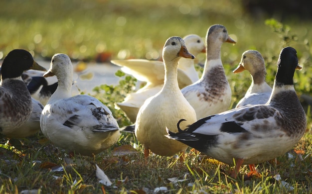 Foto enten auf einem feld