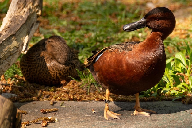 Foto enten auf einem feld