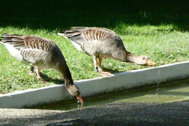 Foto enten auf einem feld