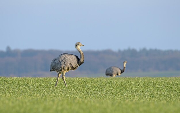 Foto enten auf einem feld