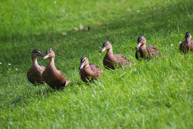 Enten auf einem grasbewachsenen Feld