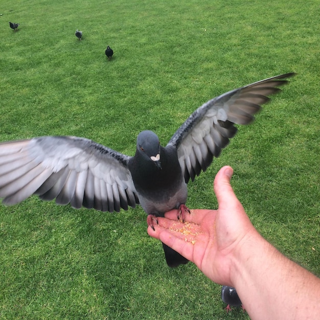 Foto enten auf einem grasbewachsenen feld