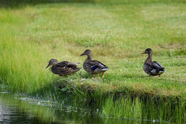 Foto enten auf einem see