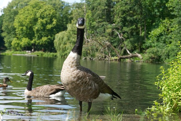 Foto enten auf einem see