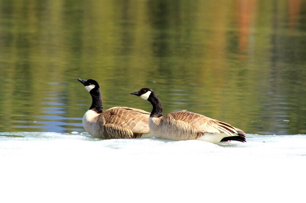 Foto enten auf einem see