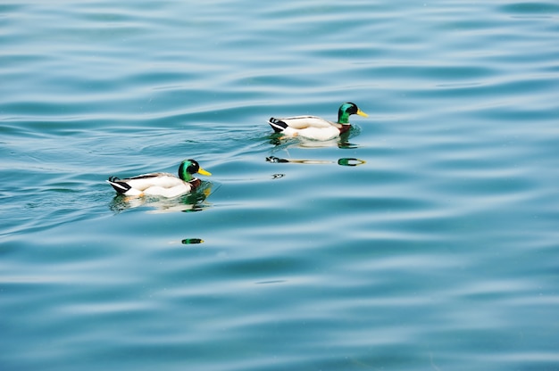 Enten auf einem See