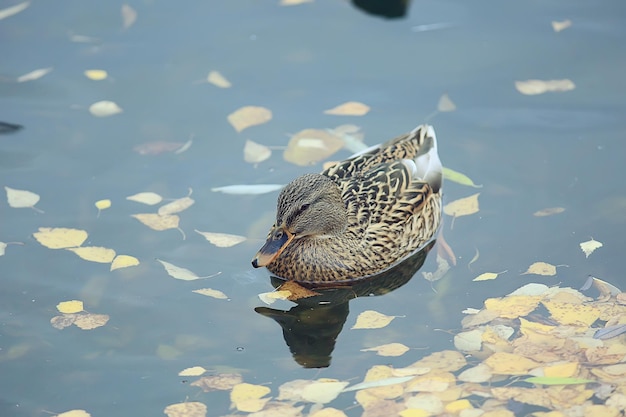 Enten auf einem Teich im Herbst, Wildvögel, Ente Stockente