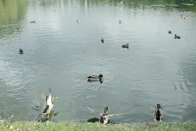 Enten auf einem Teich im Herbst, Wildvögel, Ente Stockente