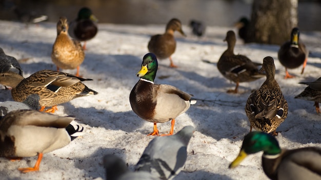 Enten, die auf Frühlingsschnee gehen