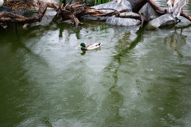 Enten, die in einem Teichwasserfall-Hintergrundnatur schwimmen