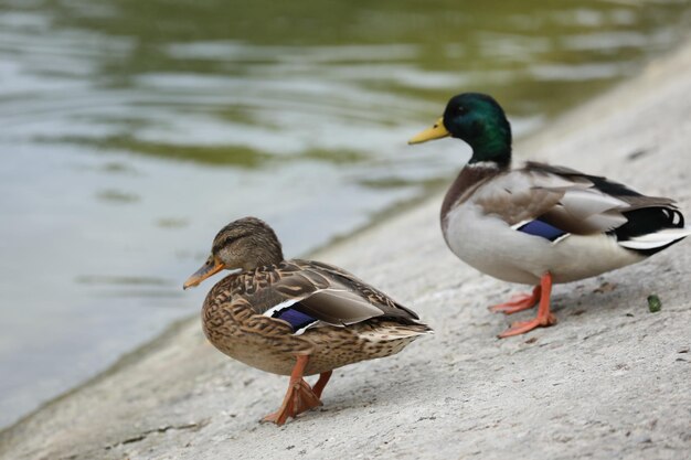 Enten fast am See im Park