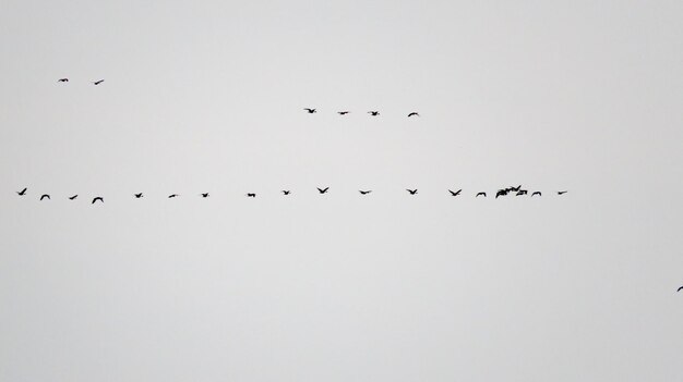 Foto enten fliegen an einem frühlingstag