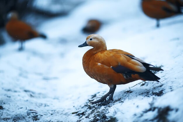 Enten gehen am Bach spazieren