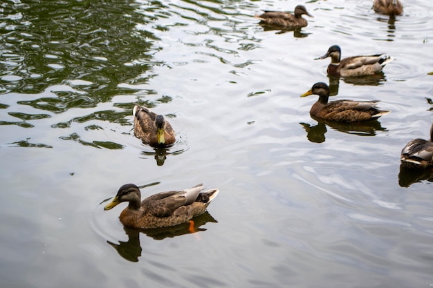 Enten genießen das Teichleben an einem bewölkten Tag. Foto in hoher Qualität